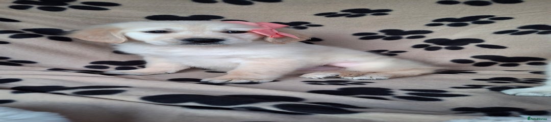 Golden Retriever Puppy 5