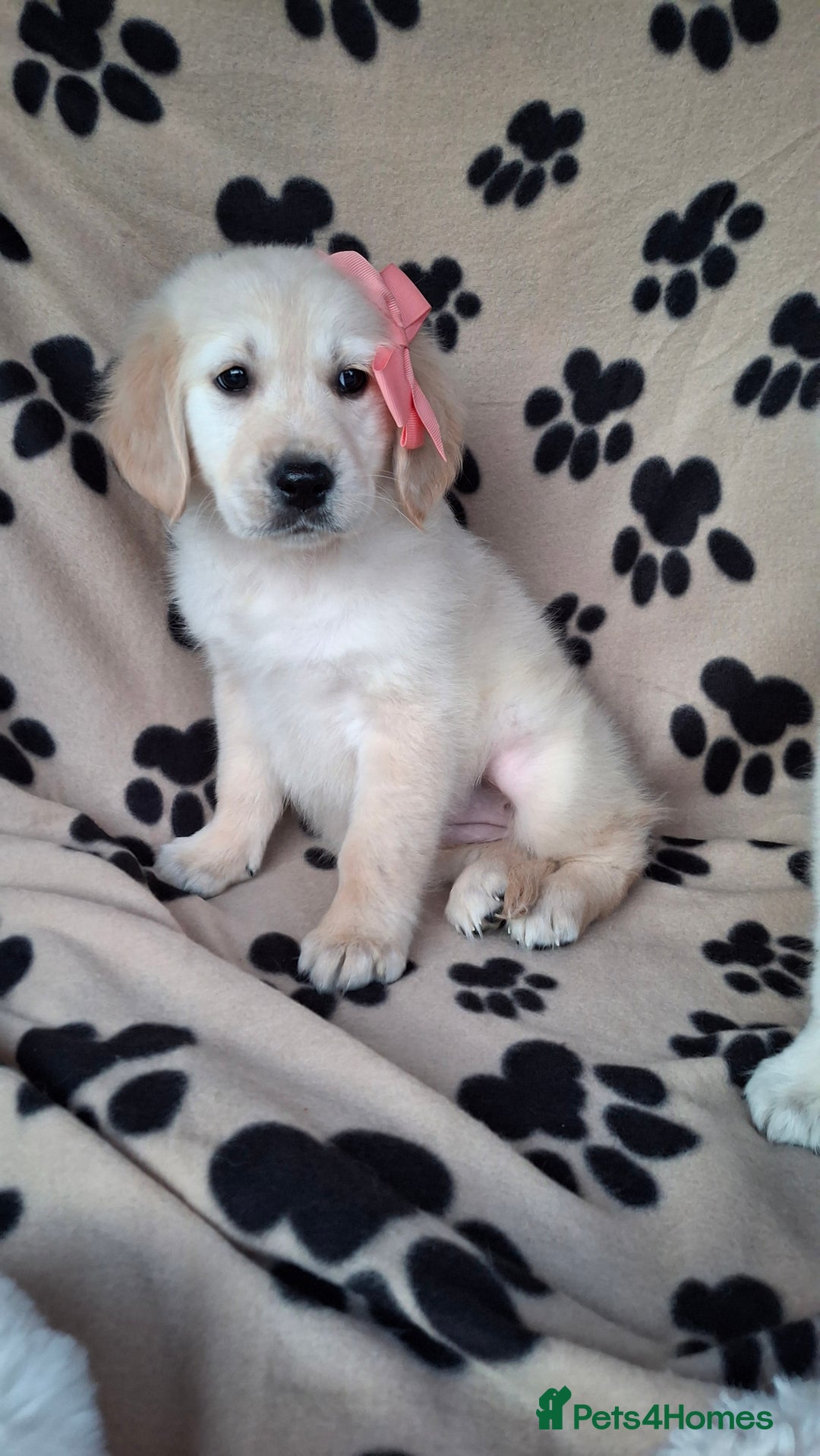 Golden Retriever dogs for sale: Kc, health tested, show type, golden retrievers. - Advert 16
