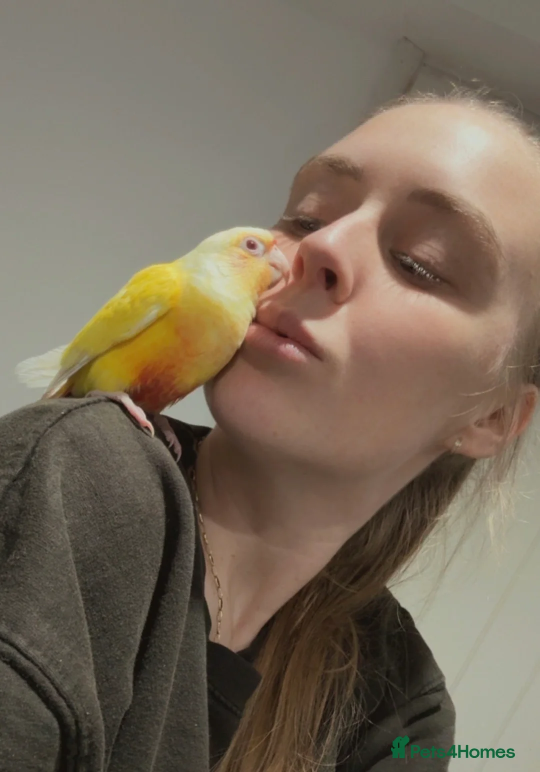 Conures birds for sale: Baby hand reared conure parrots - Advert 3