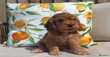 Cocker Spaniel dogs - Advert 4