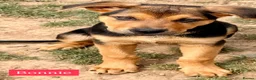 Mixed Breed dogs for sale:  Stunning Rottweiler × German Shepherd Puppies - Advert 23
