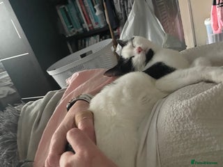 Maine Coon cats Kittens for sale - Advert 1