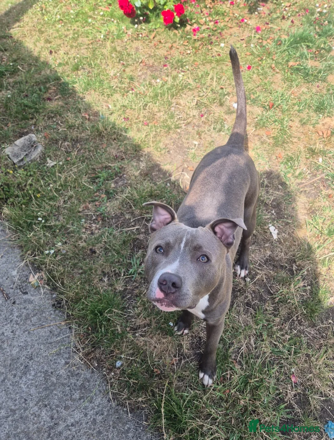 Staffordshire Bull Terrier dogs for sale: Chucky boy Staffordshire Bull terrier in Swindon - Advert 1
