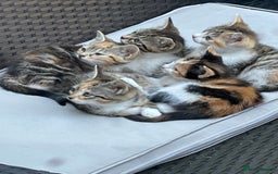 British Longhair cats for sale: 5 ADORABLE FLUFFY BRITISH LONG HAIR KITTENS - Image 1