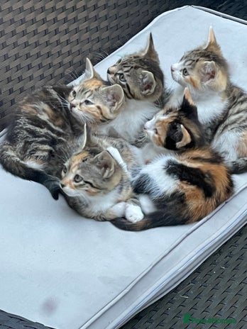 British Longhair cats - Advert 4