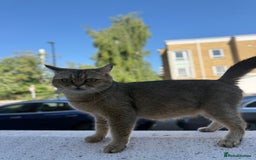 Scottish Fold cats for sale: Scottish fold and straight kittens - Image 10