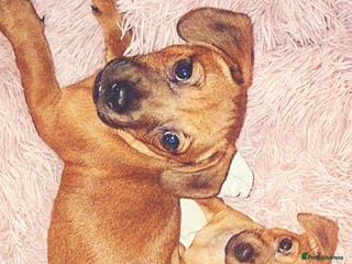 Mixed Breed dogs 🐾 2 Stunning Girls!Frenchie x Mini Dachshund/Chi - Advert 9