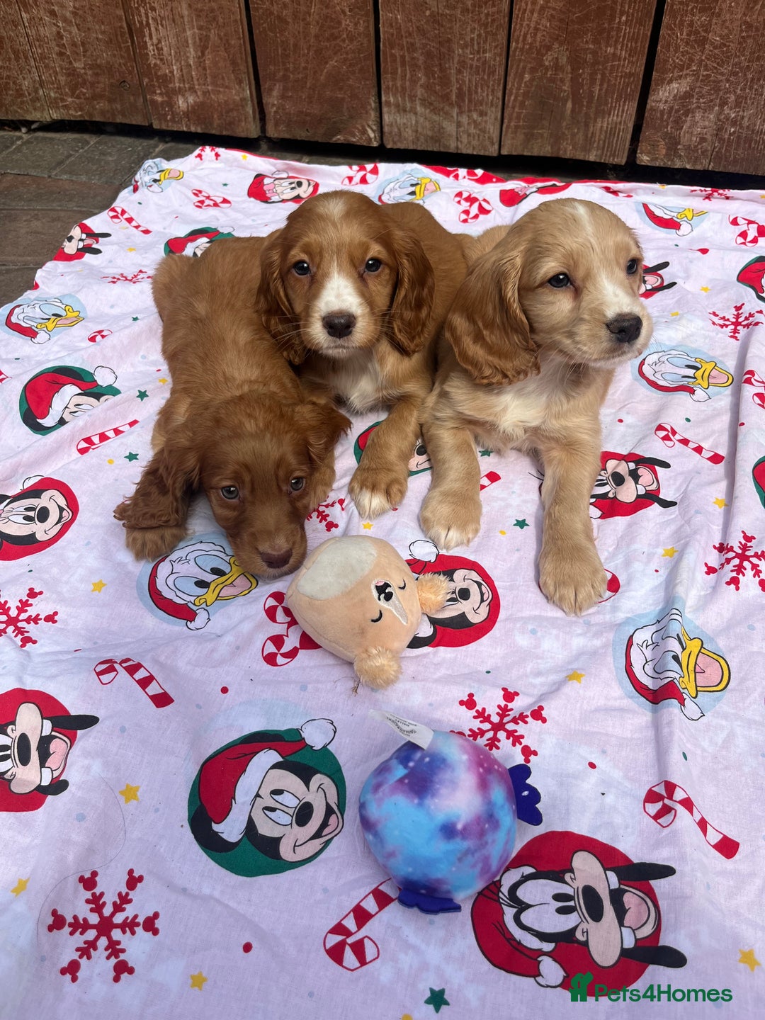 Cocker Spaniel dogs for sale: Beautiful cocker spaniel puppies  - Image 4