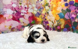 Cockapoo dogs for sale: ⭐️Rare Silver Phantom DNA CLEAR Mini F1 Cockapoos - Image 4