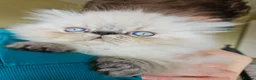 Persian cats for stud: PKD Clear Proven Persian Stud  in Worthing - Advert 15