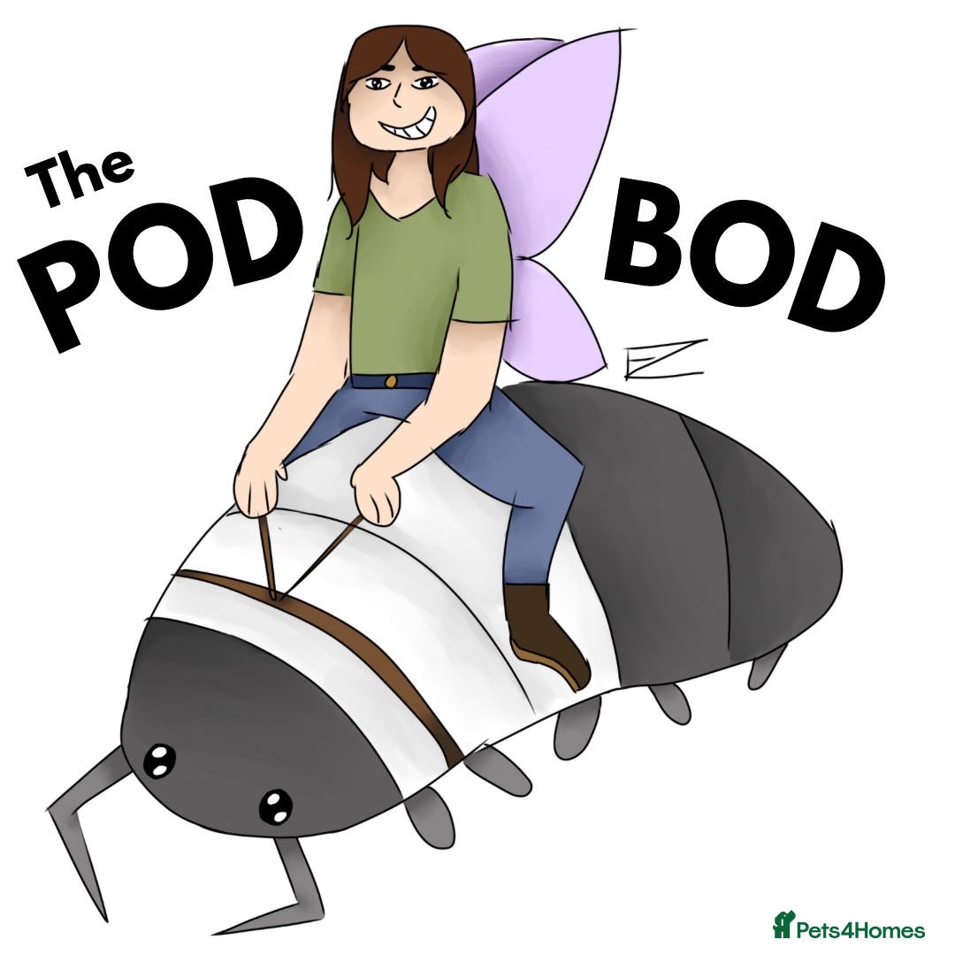 Isopods invertebrates for sale: Isopods for sale - many species available - Advert 10