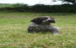 Mixed Breed dogs for sale: GSP X Springer pups (3 left) Northern Ireland  - Image 11