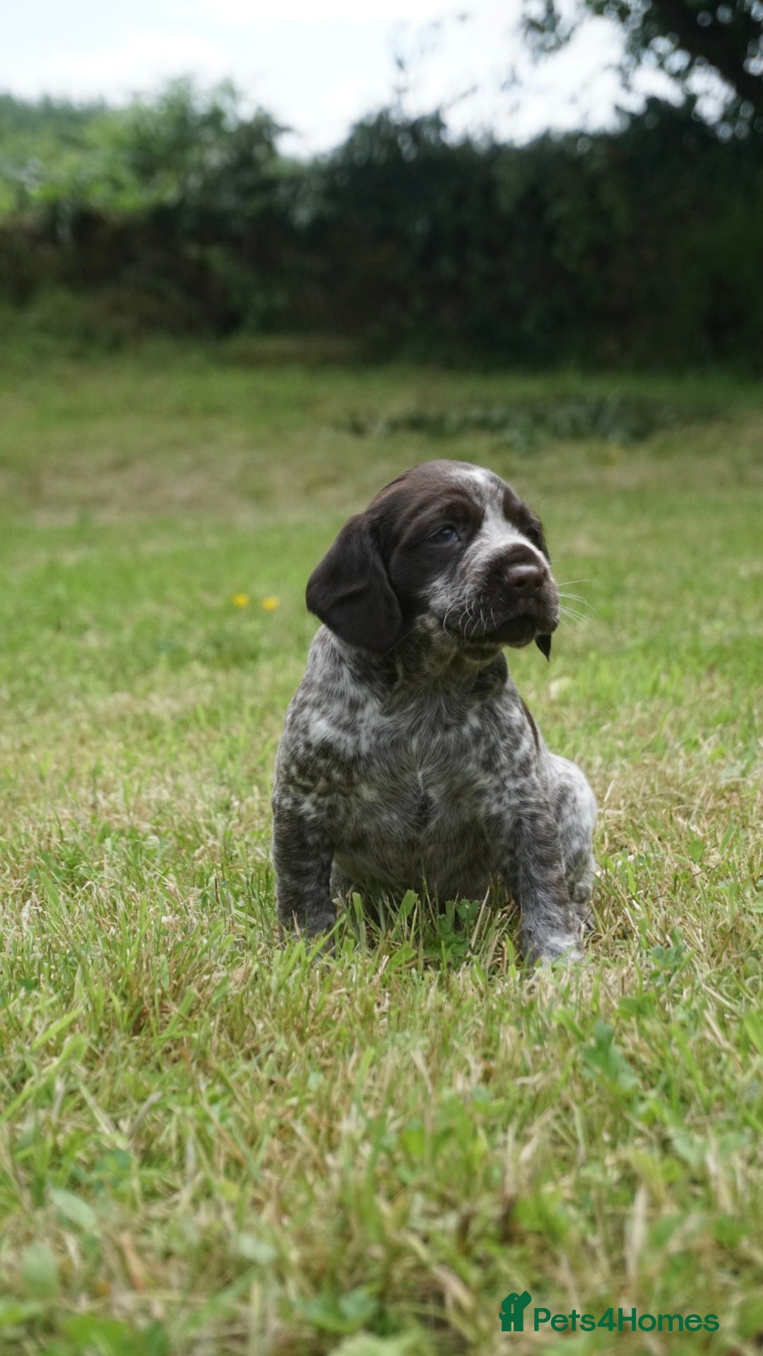 Mixed Breed dogs for sale: GSP X Springer pups (3 left) Northern Ireland  - Image 11