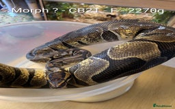 Python Snake reptiles for sale: Snakes for sale - Image 14