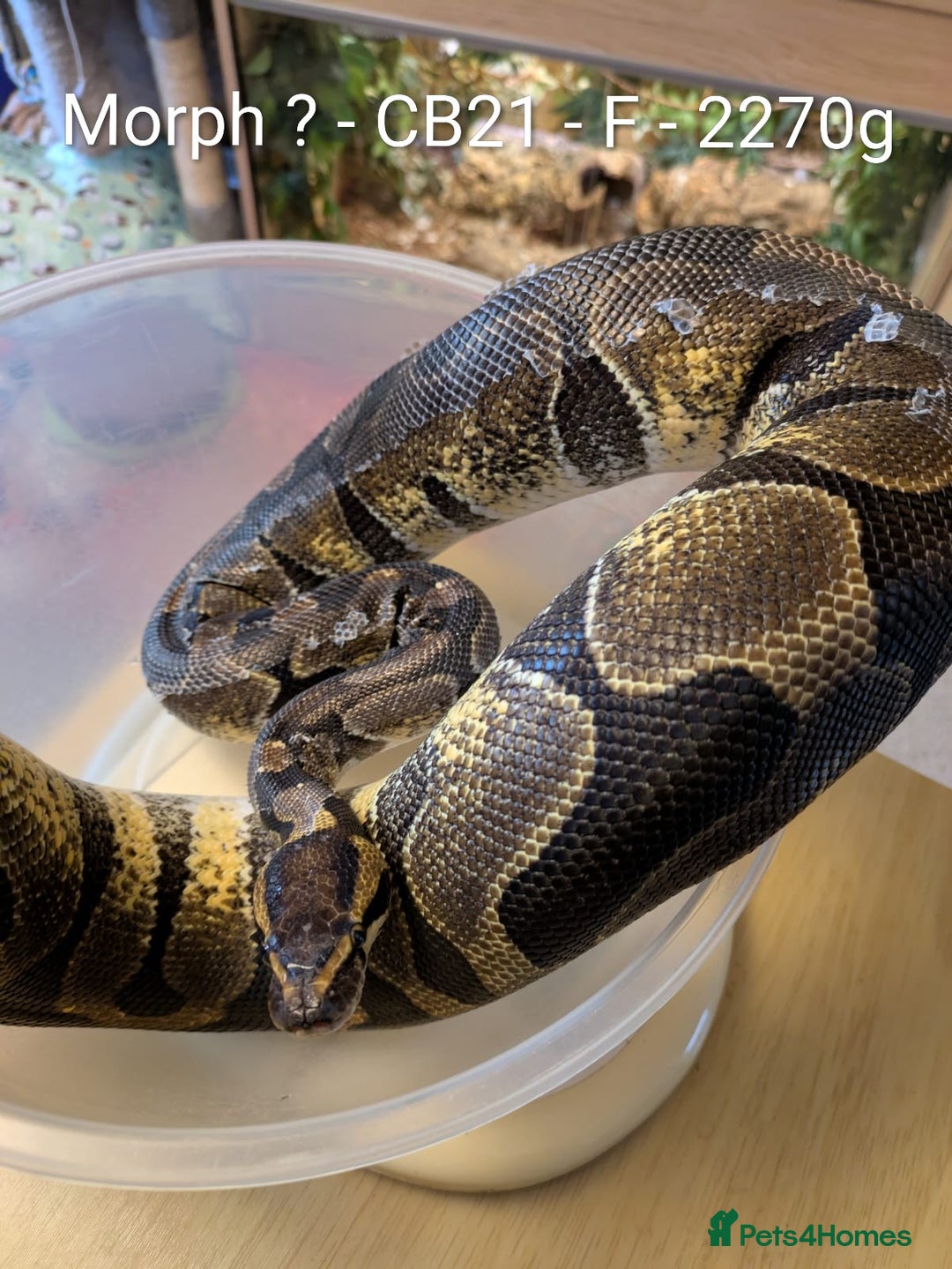 Python Snake reptiles for sale: Snakes for sale - Image 14