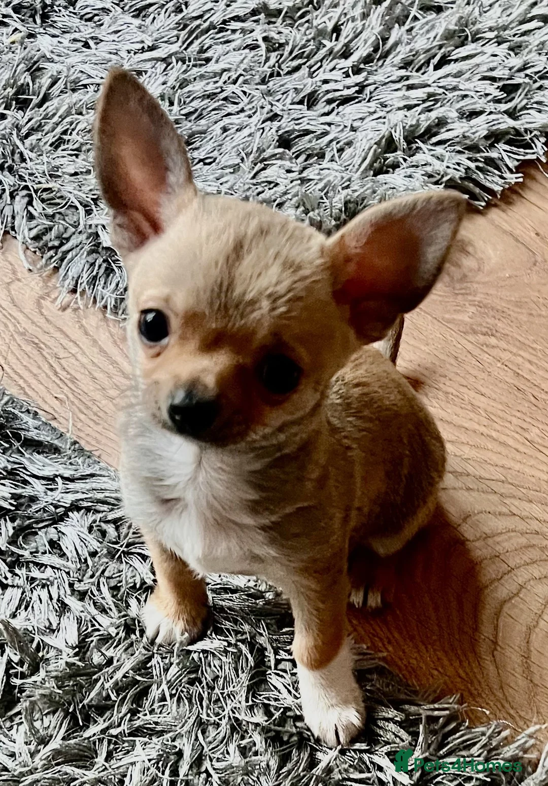 Chihuahua dogs for sale: Beautiful KC Chihuahua Pup - Top Show Lines - Advert 4
