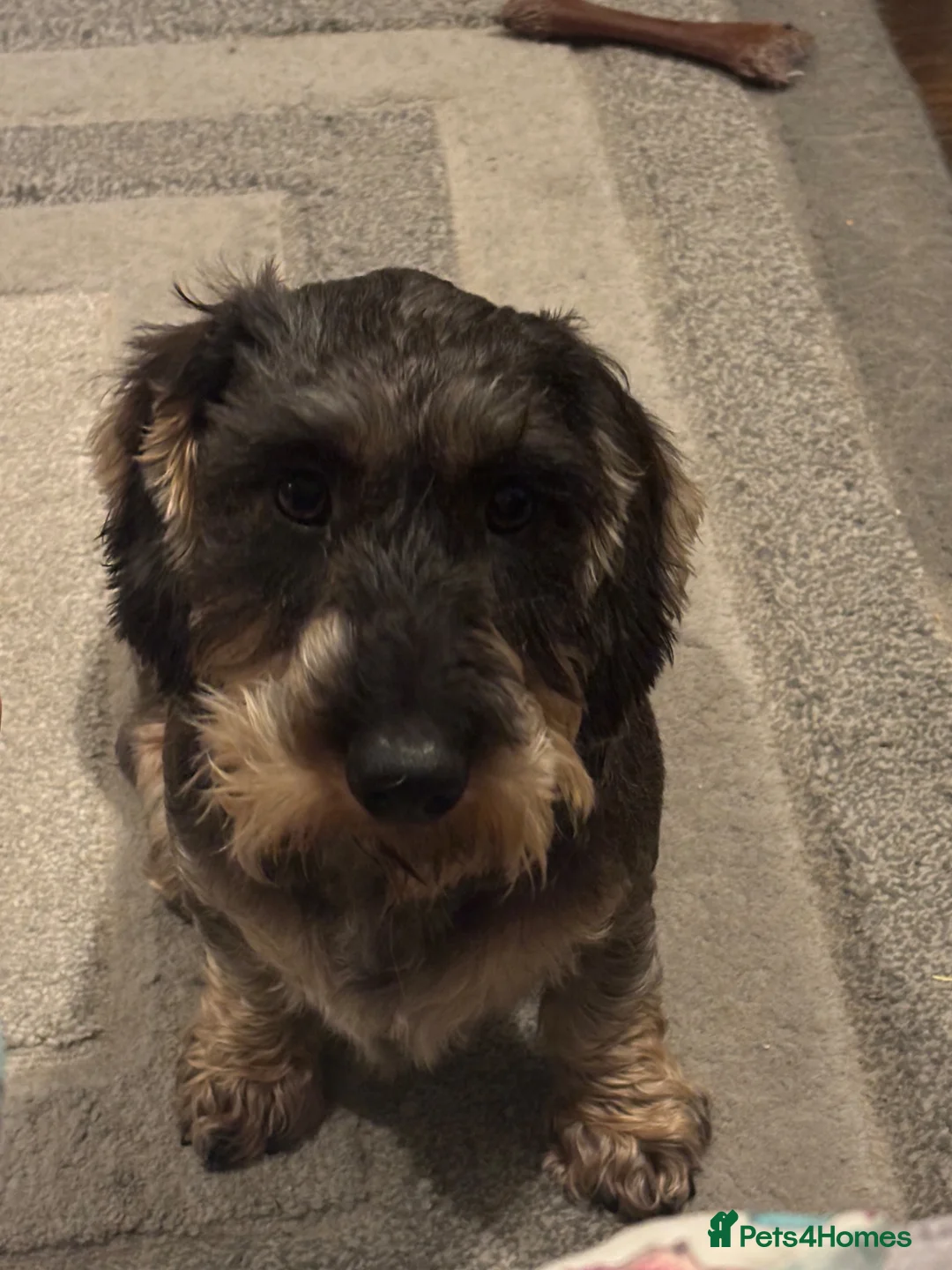 Dachshund dogs for sale: Standard wirehaired dachshund  - Advert 2