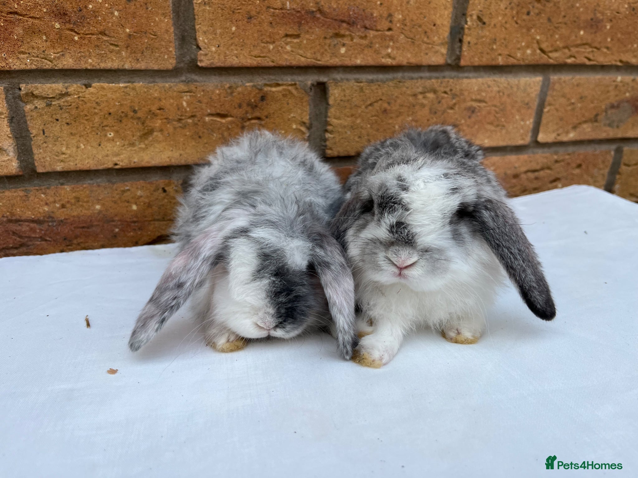 Mini Lop rabbits Mini Lop GIRLS ready to leave 20th May  - Advert 2
