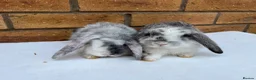 Mini Lop rabbits for sale: Mini Lop GIRLS ready to leave 20th May  - Advert 1