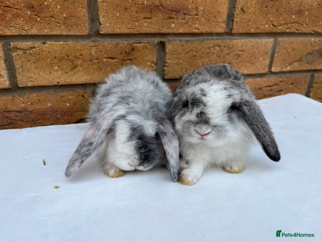 Mini Lop rabbits for sale: Mini Lop GIRLS ready to leave 20th May  - Advert 1