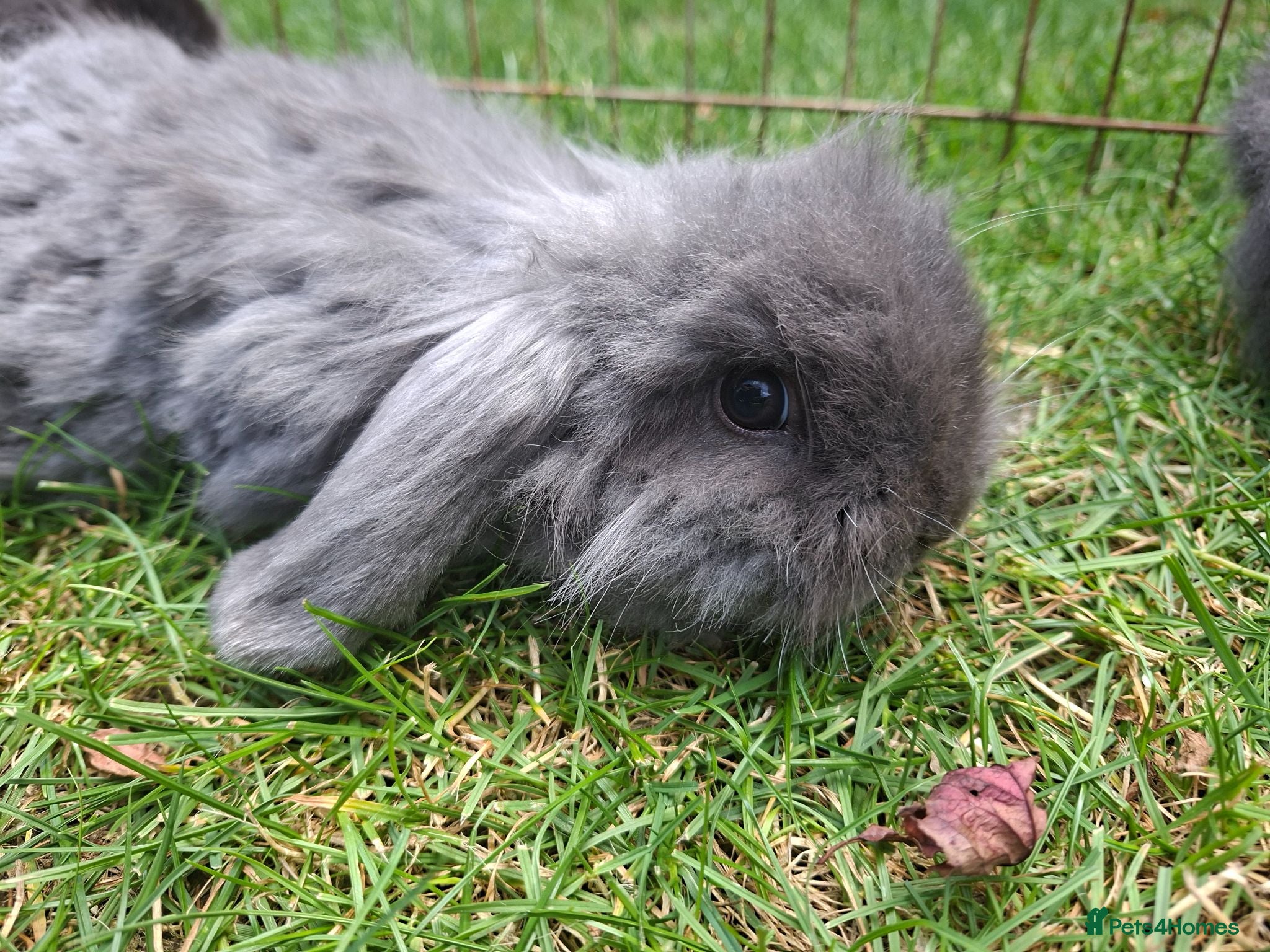 Mini Lion Lop rabbits Beautiful  baby  rabbits   - Advert 2