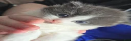Mixed Breed cats for sale: Beautiful Blue/grey & white boys - Advert 4