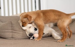 Golden Retriever dogs for stud: Fully health tested therapy dog  - Image 33