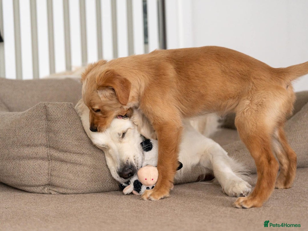 Golden Retriever dogs for stud: Fully health tested therapy dog  - Image 33