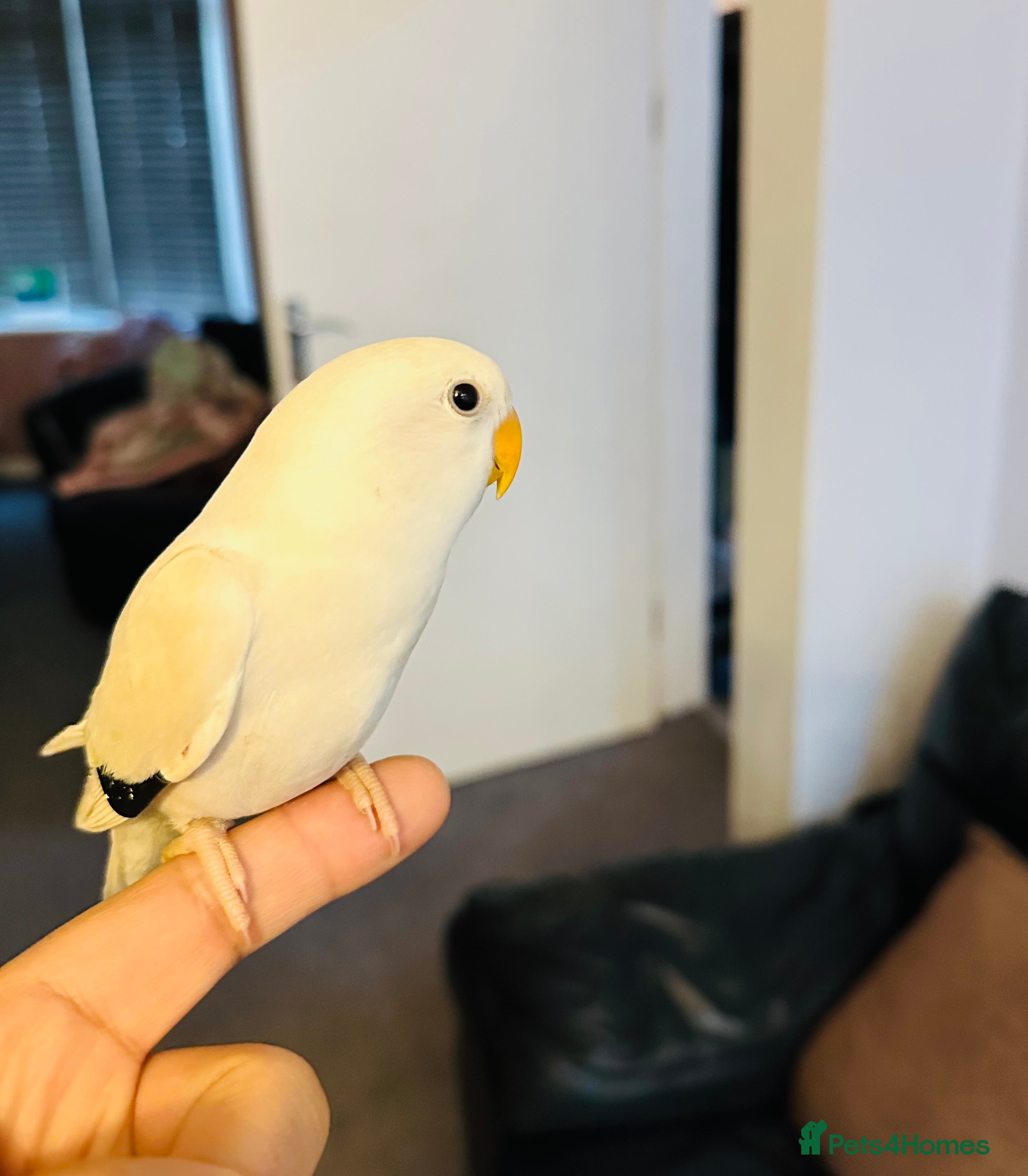 Lovebirds birds Hand-Reared, Tamed 8-Week-Old Peach-Faced Lovebird - Advert 7