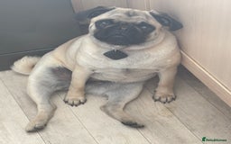 Puggle dogs for sale: Maya pug  - Image 10