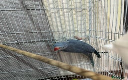 Ringnecks birds for sale: Indian ring necks  - Image 4