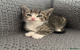 British Shorthair cats for sale: Kittens ready now  - Image 7