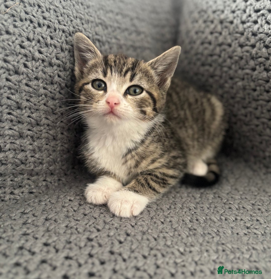British Shorthair cats for sale: Kittens ready now  - Image 7