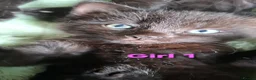 Mixed Breed cats for sale: 5 Lovely kittens looking for a home!! - Advert 10