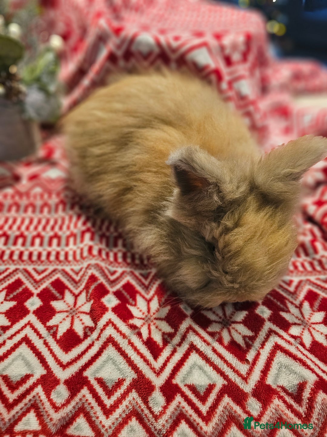 Angora rabbits for sale: Angora X - Advert 3