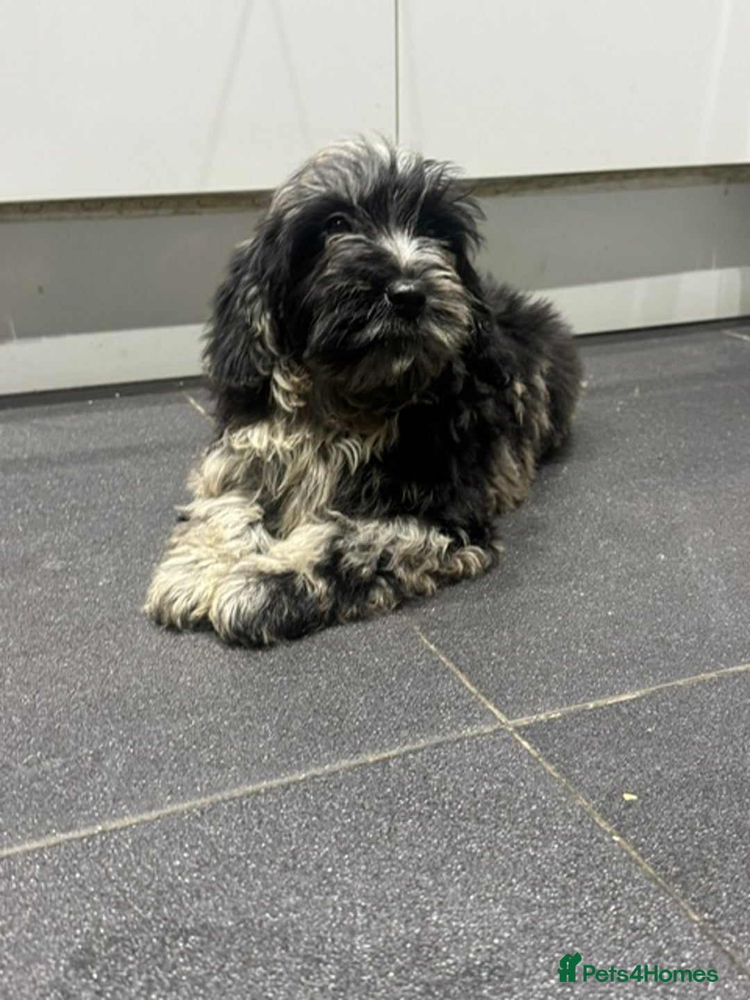 Cockapoo dogs for sale: Silver merle cockapoo puppies  - Advert 5