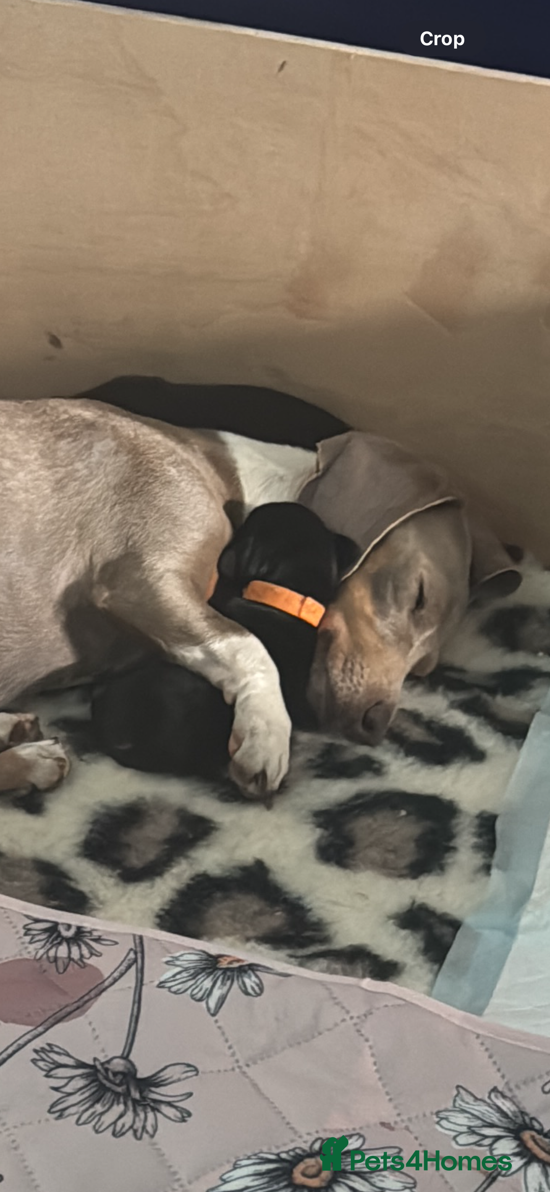 Miniature Dachshund dogs for sale: Miniature dachshunds - Image 7
