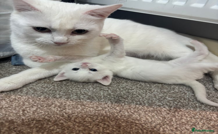 Turkish Angora cats - Advert 1