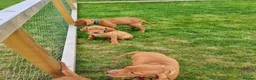 Hungarian Vizsla dogs for sale: Stunning Working Bred KC Hungarian Vizsla puppies  - Advert 5