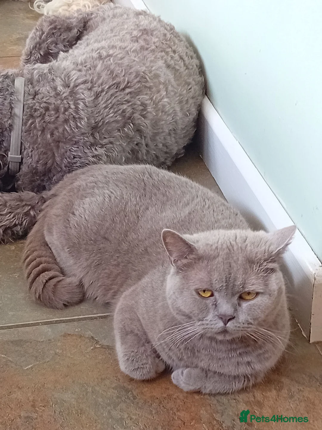 British Shorthair cats for sale: Gorgeous lilac British short-hair girl  - Advert 1