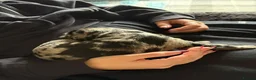 Labradoodle dogs for sale: Last two Stunning Labradoodles  - Advert 27