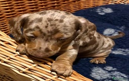 Miniature Dachshund dogs for sale: Stunning Miniature Smooth Dachshunds - Image 12