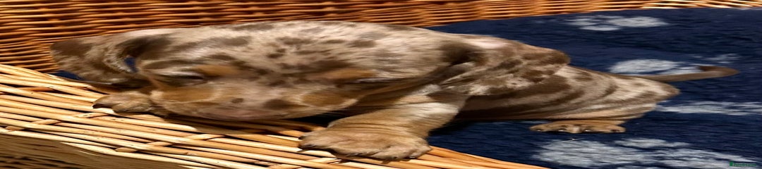 Puppy 1