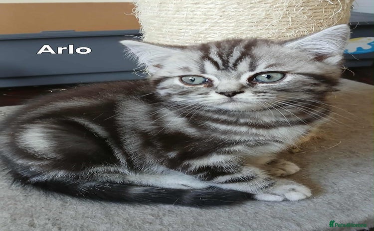 British Shorthair cats - Advert 15
