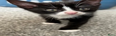 Mixed Breed Kitten 5