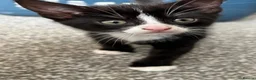 Mixed Breed cats for sale: Kittens for sale in Driffield - Advert 3