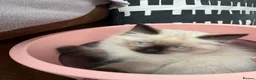 Ragdoll cats for sale: REDUCED 2 for £700 Male Ragdolls  - Advert 7