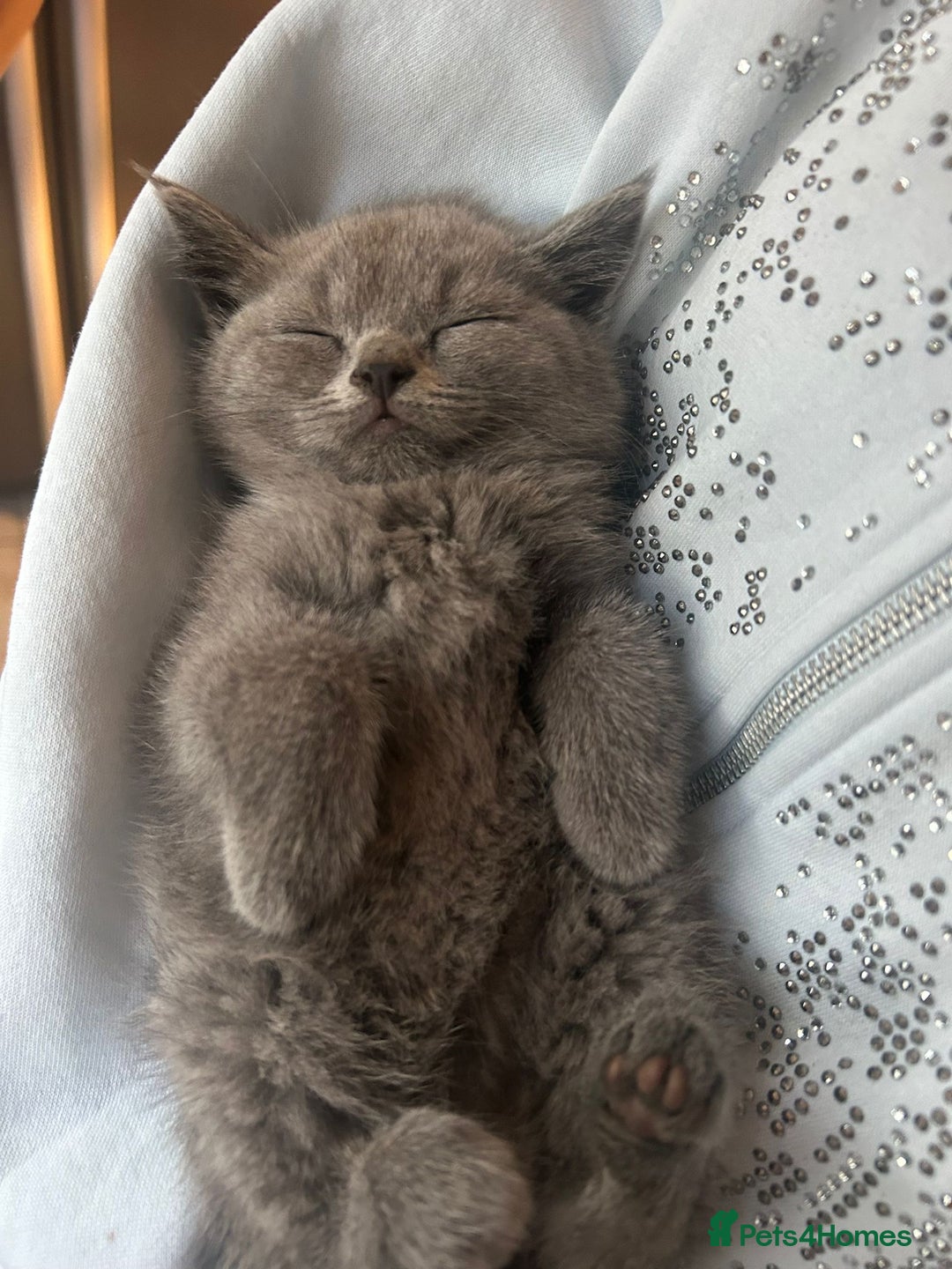 British Shorthair cats for sale: 5 British Shorthair kittens for sale - Image 6