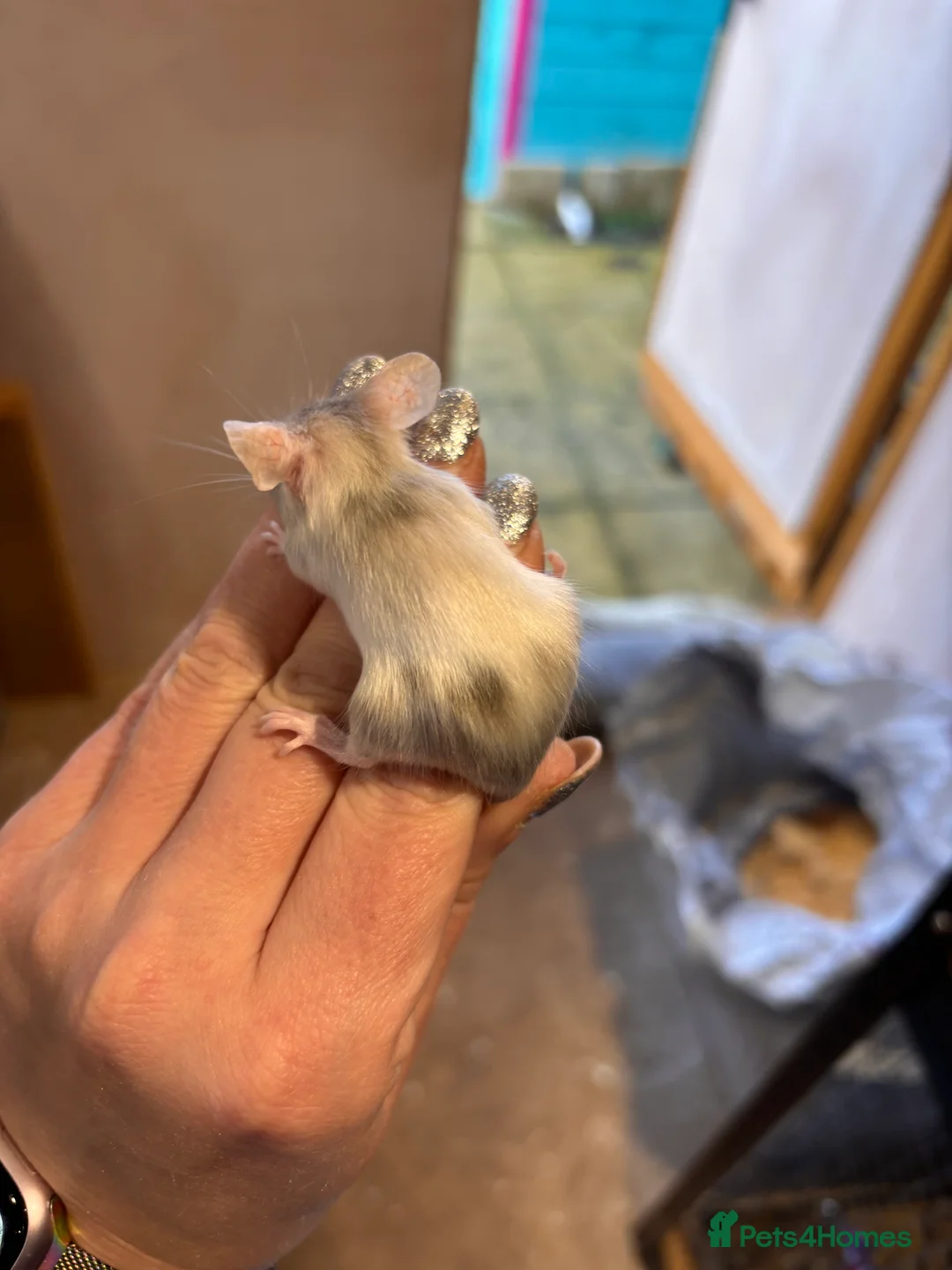 Mouse rodents for sale: Fancy mice regular litters - Advert 6