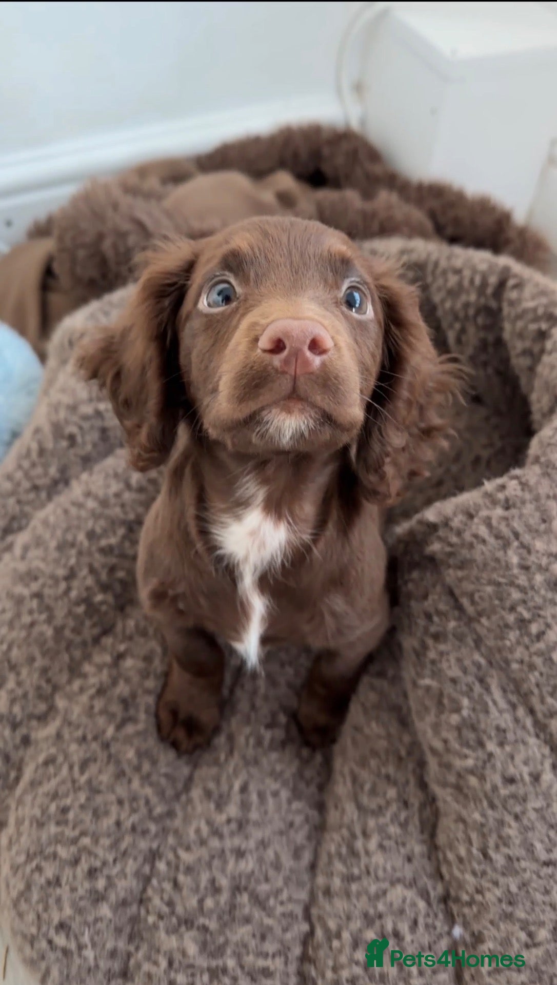 Cocker Spaniel dogs Purebred Chocolate Brown Cocker Spaniel Puppy - Advert 2